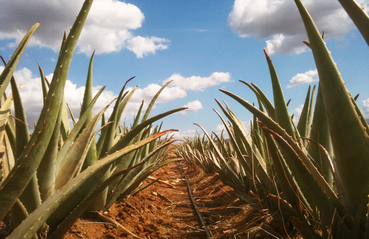 آلوئه ورا فوراور